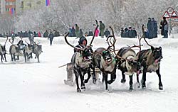 «Заполярные игры» закрыли гонки на оленьих упряжках.